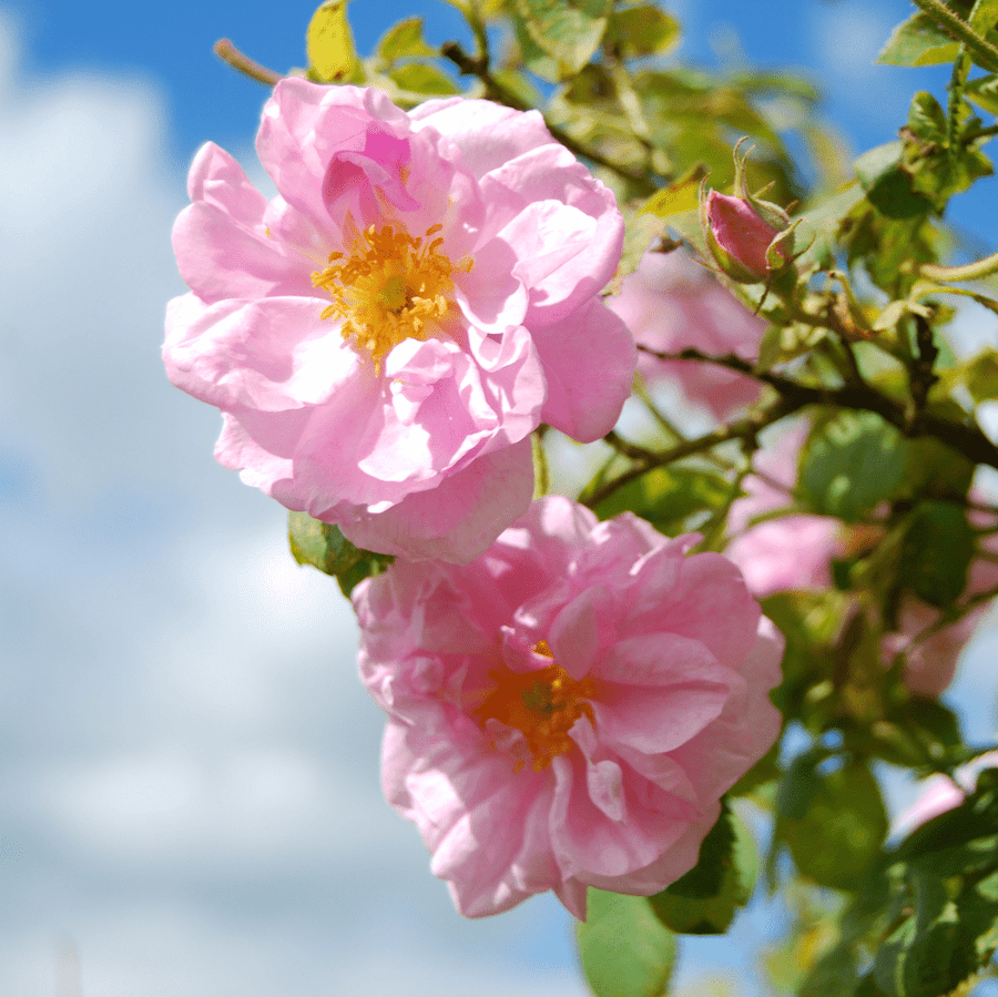 Pairing [ 2 ] Gecca-Venus – YES.SHE KNOWS